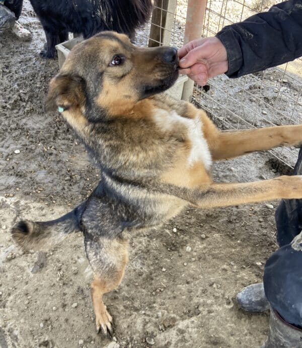 LAZAR (♂) - im Shelter seelischer Notfall - jetzt auf PDR PS im PLZ Bezirk 99 - vermittelt – Bild 16