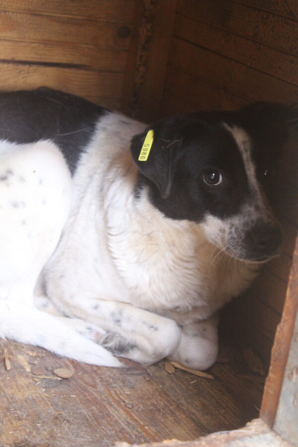 SONNY (♀) - seit mindestens 2019 im Shelter – Bild 9