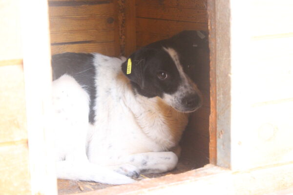 SONNY (♀) - seit mindestens 2019 im Shelter – Bild 10