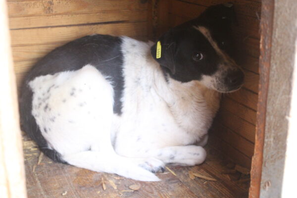 SONNY (♀) - seit mindestens 2019 im Shelter – Bild 11