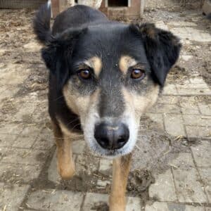 LEEVI - seit mindestens 2017 im Shelter - ausgereist zum TH Iserlohn
