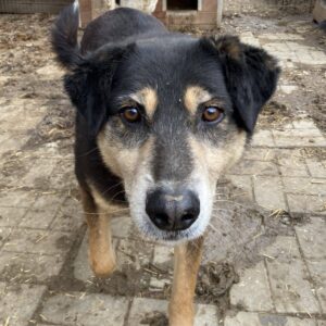 LEEVI - seit mindestens 2017 im Shelter - ausgereist zum TH Iserlohn