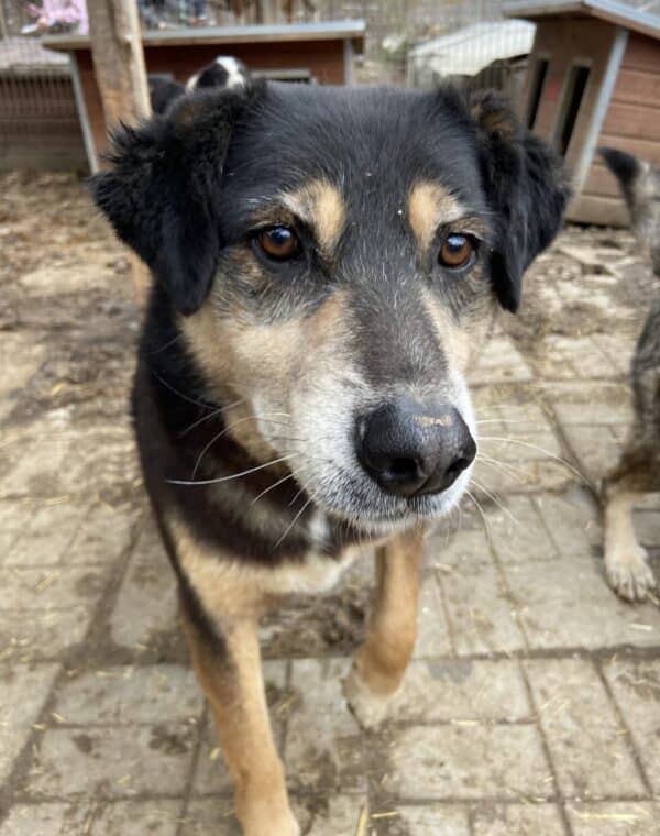 LEEVI - seit mindestens 2017 im Shelter - ausgereist zum TH Iserlohn – Bild 6