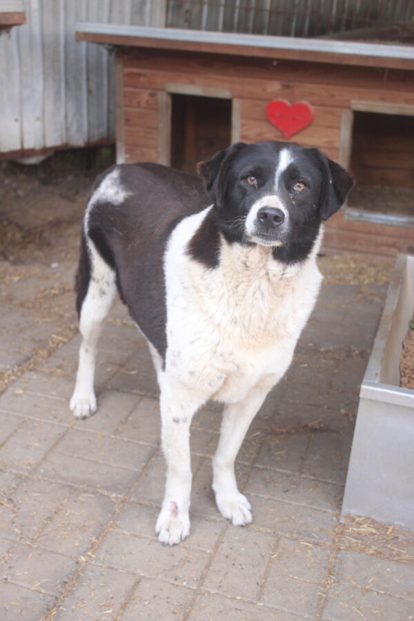 HERA (♀) (LEA) - als GPH auf PDR PS – Bild 21