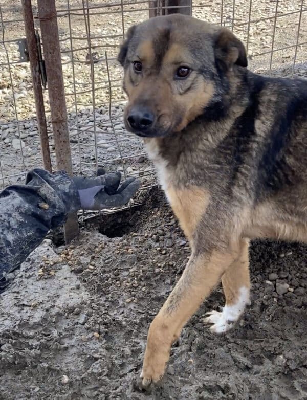 LAZAR (♂) - im Shelter seelischer Notfall - jetzt auf PDR PS im PLZ Bezirk 99 - vermittelt – Bild 9