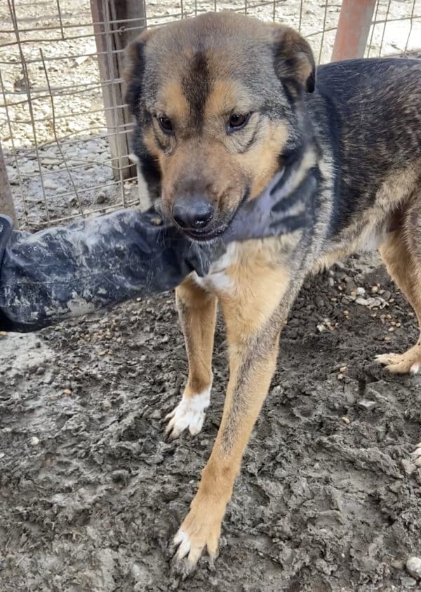 LAZAR (♂) - im Shelter seelischer Notfall - jetzt auf PDR PS im PLZ Bezirk 99 - vermittelt – Bild 8