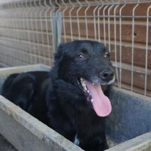 JACKOMO - reserviert Tierschutz Team - vermittelt