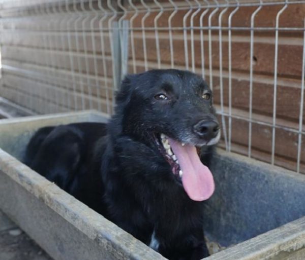 JACKOMO - reserviert Tierschutz Team - vermittelt