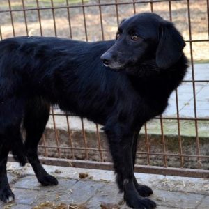 JOLIE (HEIDI) - RBB