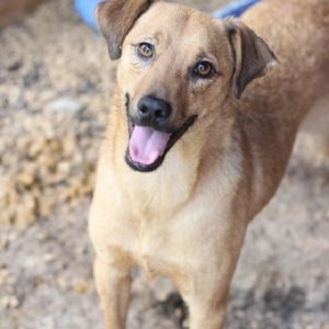 JOLLY - reserviert Second Chance Dogs - vermittelt