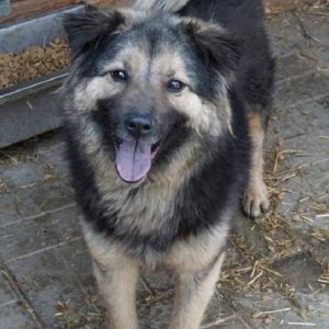 JOOST - reserviert Anna - vermittelt