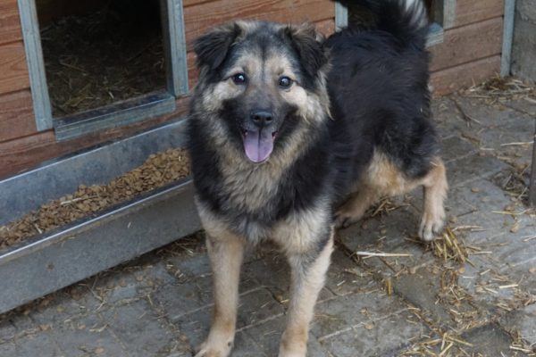 JOOST - reserviert Anna - vermittelt – Bild 4
