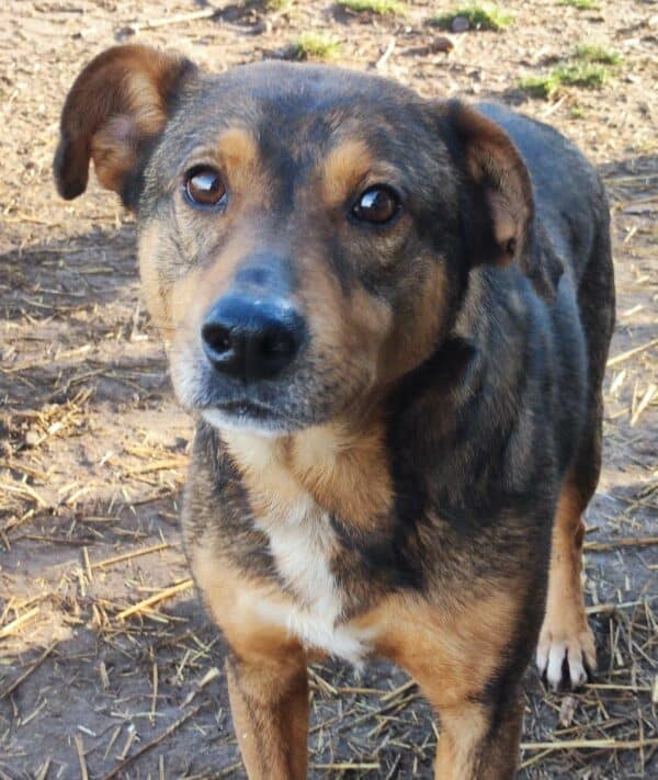 JOSCHI (BORUSSIO) - seit mindestens 2018 im Shelter – Bild 3