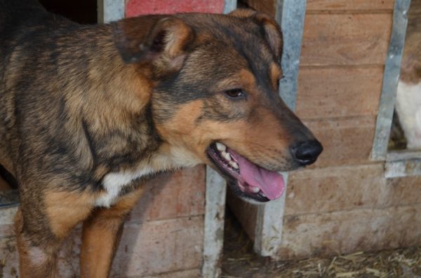JOSCHI (BORUSSIO) - seit mindestens 2018 im Shelter – Bild 12