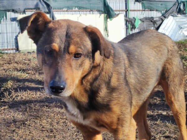 JOSCHI (BORUSSIO) - seit mindestens 2018 im Shelter – Bild 9