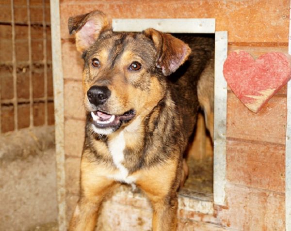 JOSCHI (BORUSSIO) - seit mindestens 2018 im Shelter – Bild 15