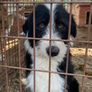 JUVOS - reserviert Tierhilfe Lebenswert DR - vermittelt