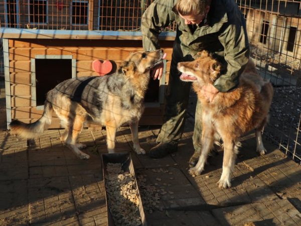 KANDIE - reserviert TH Filderstadt - vermittelt – Bild 2