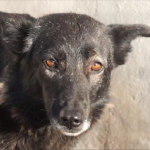 KASKADA  - reserviert Anna (TR/HU) 13.03 - vermittelt