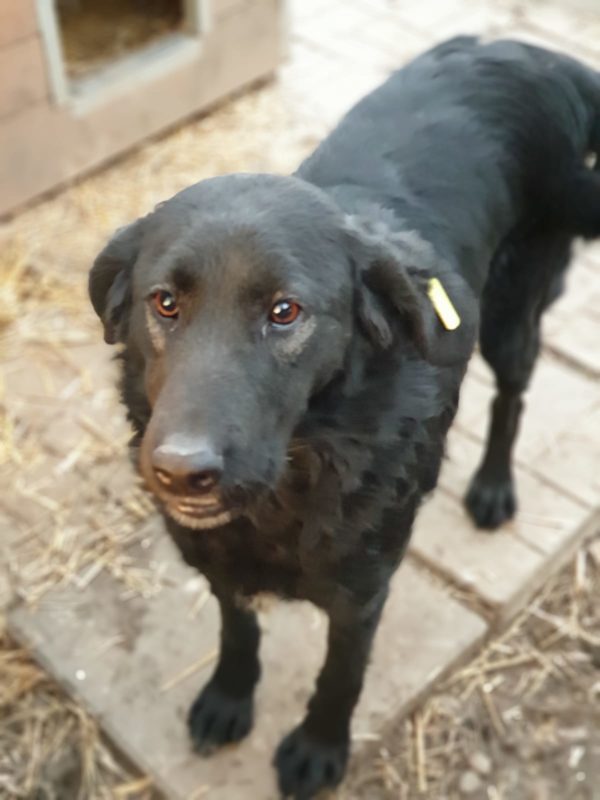 LARA - reserviert Hundescheune Fläming - vermittelt – Bild 2