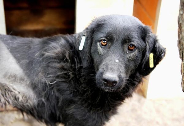 LARA - reserviert Hundescheune Fläming - vermittelt