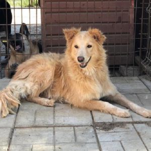 LASKA - reserviert NadineH - vermittelt