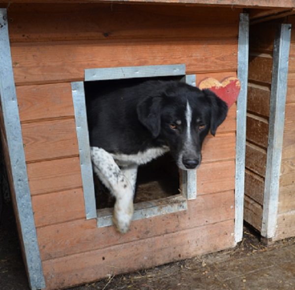 LASSE (♂) - seit mindestens 2018 im Shelter – Bild 8