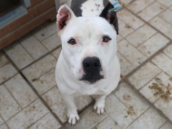 LAYNIE (♀) - (DNA Test folgt / PP) – Bild 12