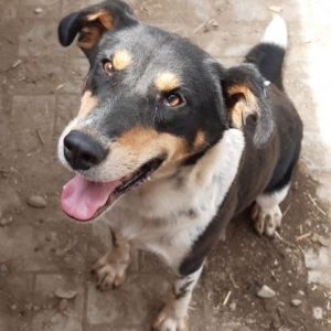 LEVINA - reserviert Tierheim Burgdorf - vermittelt