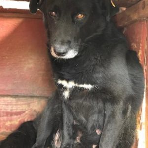 LIAA - reserviert Tierhilfe Lebenswert DR - vermittelt