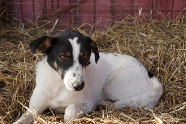 LULLABIE (♀) - seit mindestens 2018 im Shelter - reserviert Tierhilfe Lebenswert DR - vermittelt – Bild 7