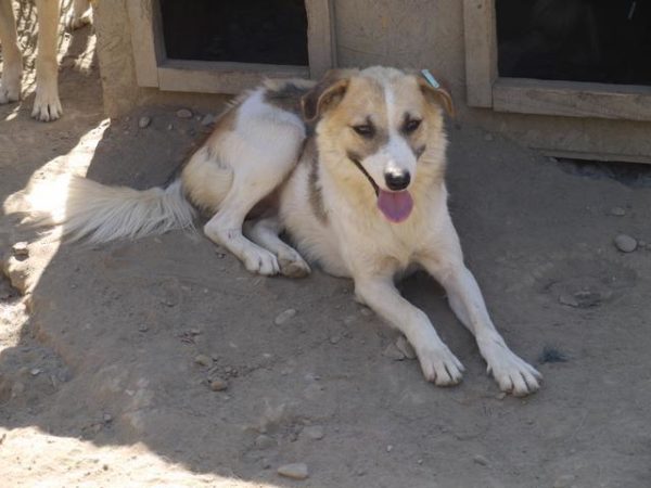 LYLA - reserviert THL DogR (NadineZ 12/20) - vermittelt