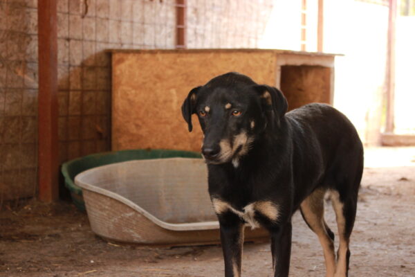 LOTTIE - reserviert Betty - vermittelt – Bild 6