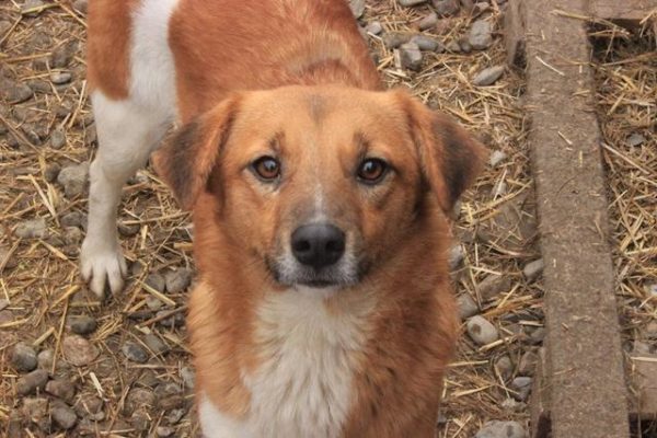 MAHOKA - reserviert THL DogR (NadineZ 12/20) - vermittelt – Bild 2