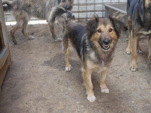 MAKI - reserviert Tierhilfe Lebenswert DR - vermittelt