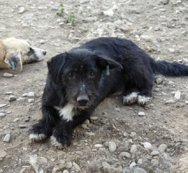 MARAKI (♂) - ausgereist zu Wir für Hunde in Not e.V. – Bild 6