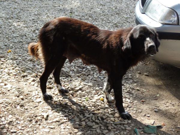 MARGARITA (= SHANA) – Bild 3