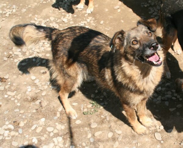 MARLA - reserviert Tierhilfe Lebenswert DR - vermittelt – Bild 3