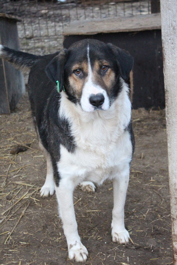 MAXIMUS - reserviert THL - vermittelt – Bild 2