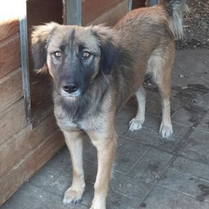 MELLE - reserviert Manuela - vermittelt
