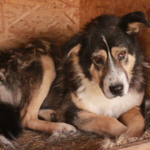 MEPHISTO - reserviert Lorraine - vermittelt