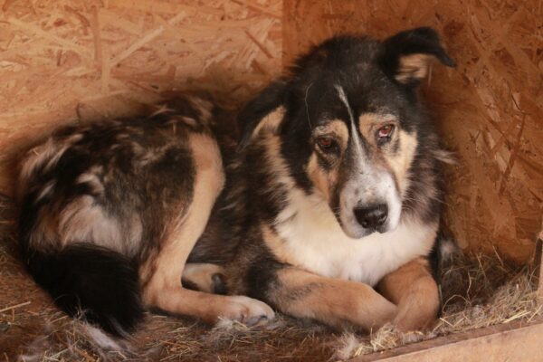 MEPHISTO - reserviert Lorraine - vermittelt
