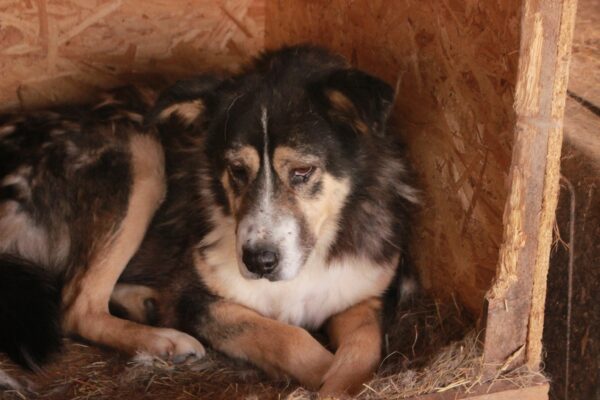 MEPHISTO - reserviert Lorraine - vermittelt – Bild 2