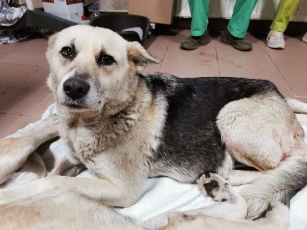 MONIKA - reserviert TH Tuttlingen - vermittelt