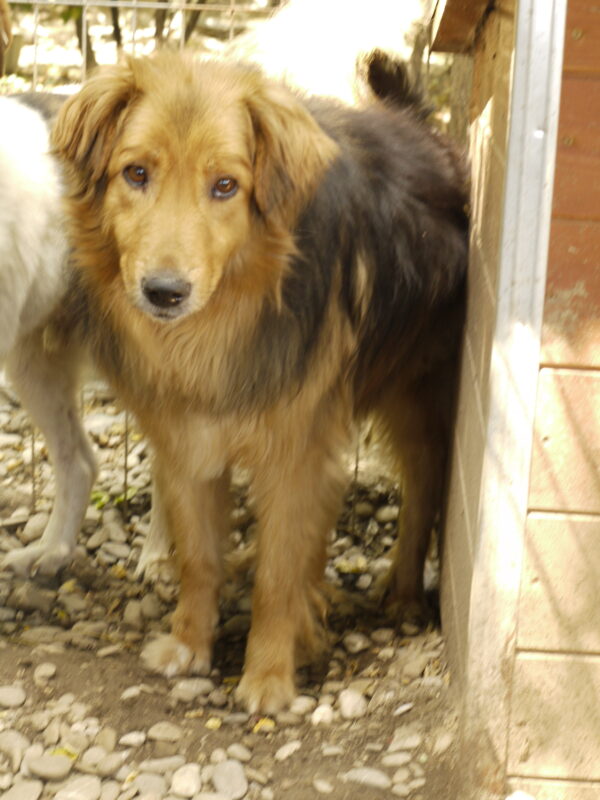 MUFASA (♂) - ausgereist zum Verein Angsthund (AL) – Bild 4