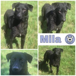 Mila in 56290 Lieg