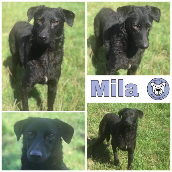 Mila in 56290 Lieg