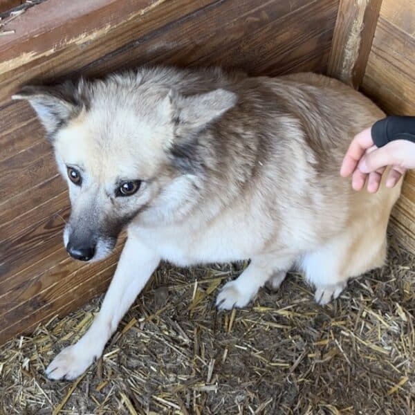 JONA (♀) - vermittelt NH – Bild 2