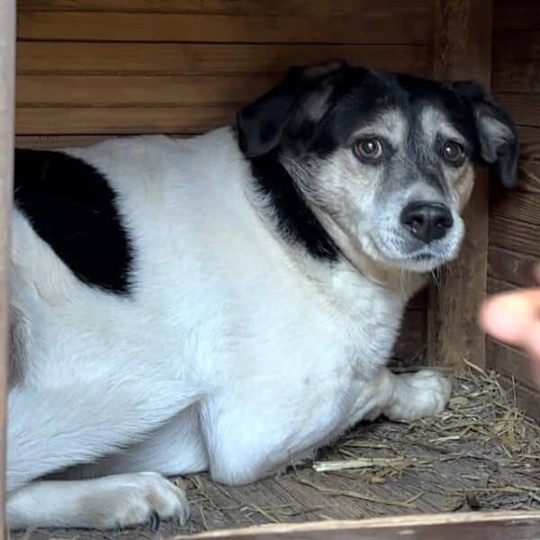 LOTTCHEN (LUISA) (♀) – Bild 6