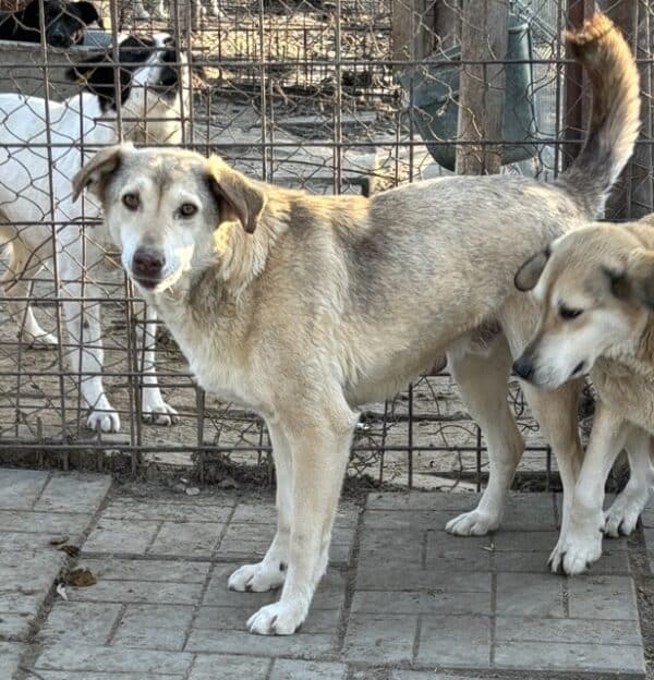 ROMEO (♂) - RBB 04/25 – Bild 4